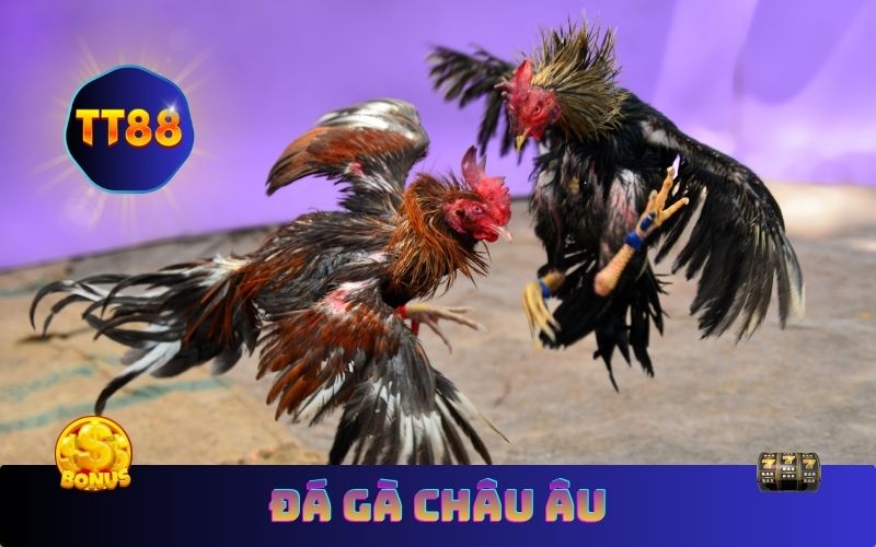 Trực Tiếp Đá Gà Châu Âu Hôm Nay – Đấu Trường Kịch Liệt TT88